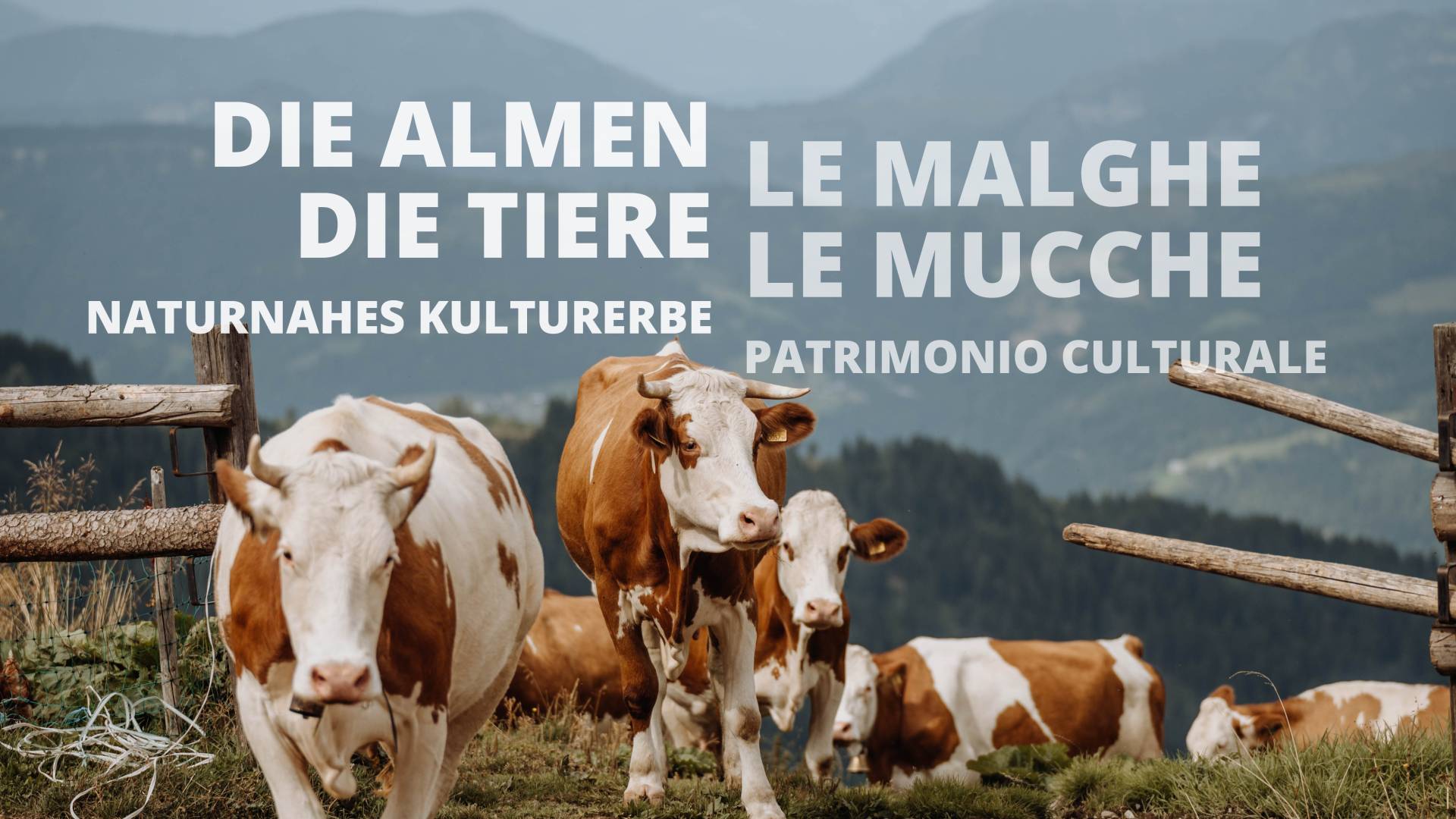 gailtaleralmkaesegu02